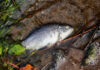 martwa ryba zanieczyszczenie woda rzeka