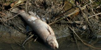 martwa ryba brzeg rzeki zanieczyszczenie środowiska